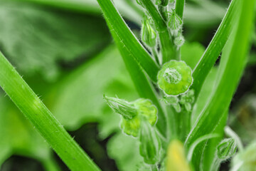 Pumpkin close up.A butternut squash growing in a field with a blossom also attach.A view of a field.  Autumn october.