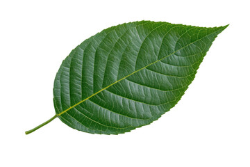 Obraz premium Green leaf with prominent veins and texture, cut out