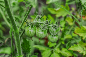Growing tomatoes in a greenhouse.Tomatoes in an ecological garden with mulching and biodegradable link.Growing healthy vegetables.