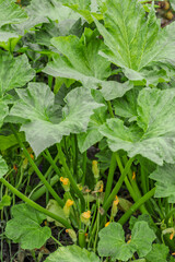 Pumpkin close up.Growing pumpkins in the garden in the garden.A view of a field. Orange pumpkins growing in the garden. Autumn october.