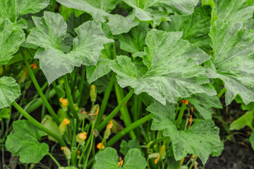 Pumpkin close up.Growing pumpkins in the garden in the garden.A view of a field. Orange pumpkins growing in the garden. Autumn october.
