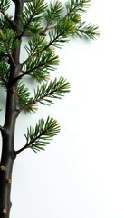 Fototapeta premium Isolated tree branches on white background with snowflakes, foliage, wood