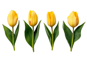 Slanted yellow tulips in a row, cut out