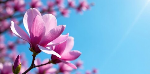 Bright purple magnolia flowers in early spring against blue sky, blossoms, violet flowers, blue sky