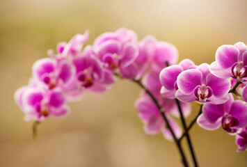 Różowe kwiaty Storczyków na jasnym tle, tapeta, dekoracja. © mycatherina