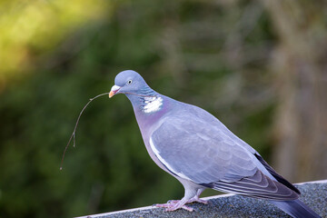 a wood pigeon with a small branch in its beak for the nest against a dark green background