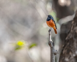 A Black Red Start