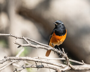 A Black Red Start