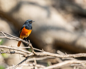 A Black Red Start