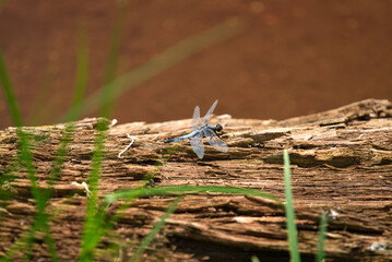 A male broad-bodied predator, Libellula depressa, sits on a rotten tree trunk against a blurred background of a pond and green plants. Natural habitat.