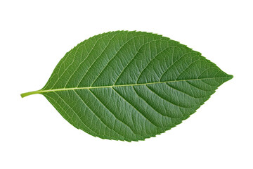 Obraz premium Fresh green leaf with intricate vein patterns, cut out