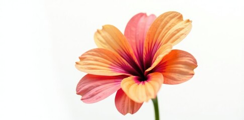 Fototapeta premium Colorful flower in isolation against white background, showcasing its unique shape and details, flower closeup, floral, petals