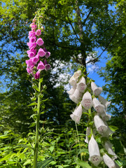 Fingerhut am Rennsteig