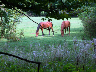 Pferde, Koppel, Natur, 