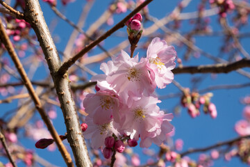prunus ou cerisiers ?