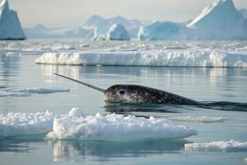 Narwhal swimming in icy waters arctic ocean wildlife photography glacial environment close-up view marine life exploration