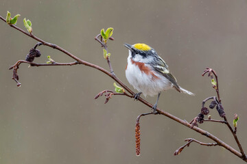 Chestnut-sided Warbler (Setophaga pensylvanica), breed in eastern North America and in southern Canada westwards to the Canadian Prairies.  the Great Lakes region and in the eastern United States