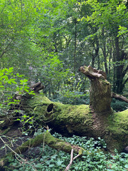 Nationalpark Hainich - Totholz am Feenstieg