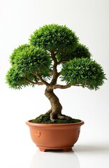 Pruned bonsai in terracotta pot on white background. Shaped tree with green leaves and strong trunk. Home decor plant art. Elegant miniature tree in pot for oriental home decoration.