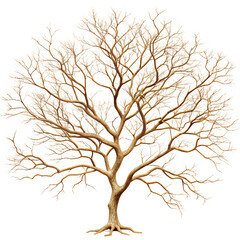A bare tree branch with intricate twigs isolated on white 