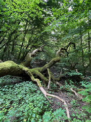 Nationalpark Hainich - Totholz am Feenstieg
