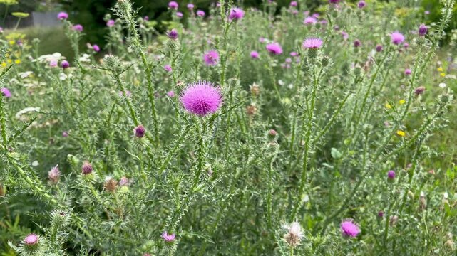 purple flowers of welted thistle (Carduus acanthoides) grow on the lawn	
