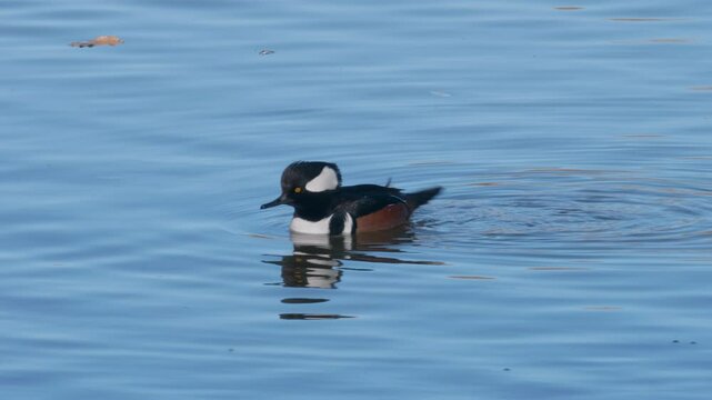 Hooded Merganser Preening Himself