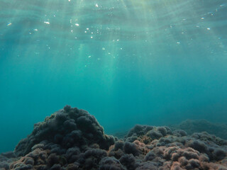 ray, underwater, light, sunlight, sea, blue water, ocean, sun, surface, background, sun light, deep, under, rays, bright, mediterranean sea, marine, ripple, abstract nature, aqua, wave, clear, aquatic