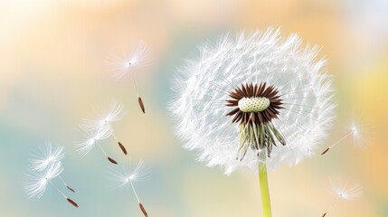 Dandelion Seeds Caught In Peaceful Afternoon Breeze