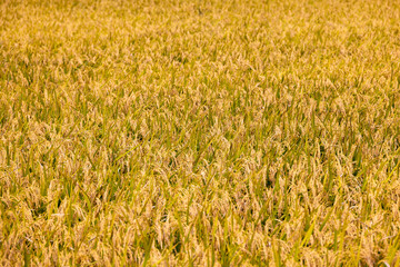 黄金色に実った稲穂が広がる収穫直前の日本の水田風景