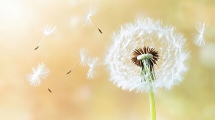 Dandelion Seeds Floating Gently On A Soft Breeze.