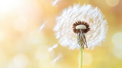 Dandelion Shedding Seeds In Warm Golden Light.