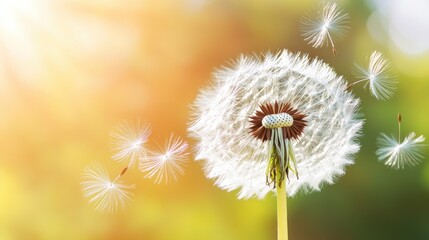 Naklejka premium Dandelion Seeds Floating In Gentle Sunny Breeze
