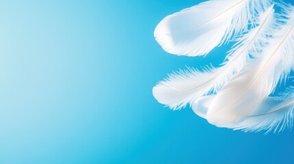 Naklejka premium White Feathers Gently Cascade In Clear Blue Backdrop.