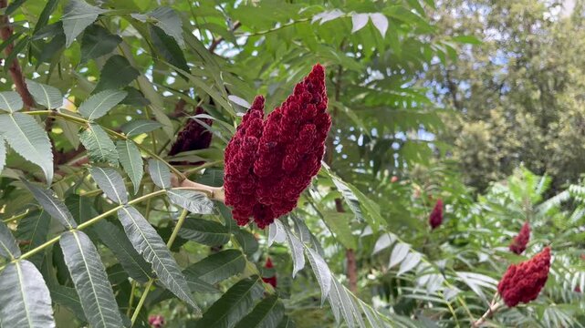 Deer-horned sumac, or Fluffy sumac, Acetic tree, short-haired sumac, large virgin sumac (Rhus typhina)	
