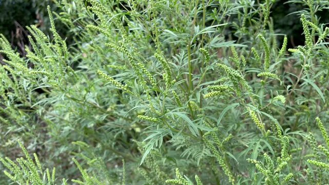 ragweed plant blooms in the garden	

