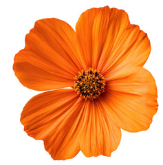 Vibrant orange flower with textured petals, cut out