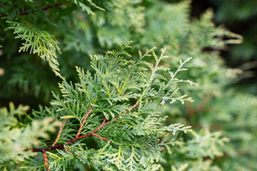 Thuja occidentalis close-up. Green thuja tree branches, background.