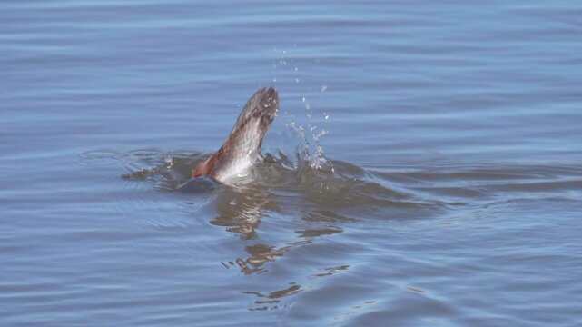 Hooded Merganser Diving in a Pond Closer