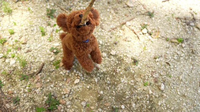 A playful brown toy poodle dog enthusiastically biting a small stick held by a human hand. The fluffy pup stands on its hind legs with bright eyes, showcasing its energetic and affectionate nature