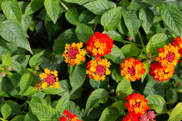 Lantana camara red orange (common lantana) flowers close-up