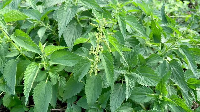 flowering nettle growing in the backyard	
