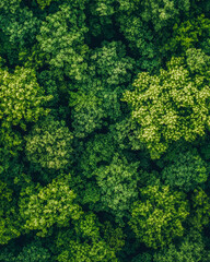 Naklejka premium Aerial view of a lush green forest with diverse tree species, showcasing the beauty of nature, biodiversity, and environmental conservation from a top-down perspective.