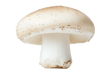 Fresh white mushroom ready for culinary use, cut out