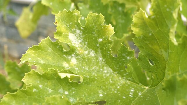 CLOSE UP: Pumpkin leaves affected by powdery mildew with white fungal patches spreading across green surface. Importance of proper plant care and disease management while gardening and growing veggies