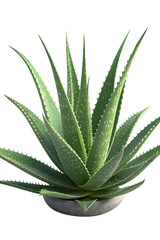 High-Quality Aloe Vera Plant in a Minimalist Pot – Isolated on White Background