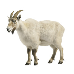 Graceful goat standing proudly against a pitch black background, displaying its unique features and natural charm isolated on a white background.
