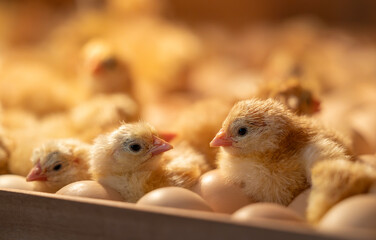 Small cute chicks just hatched in incubator