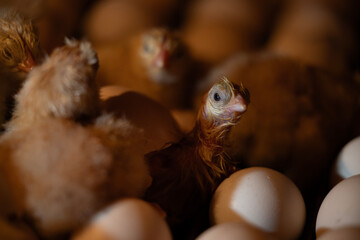 Small chicks just hatched in incubator