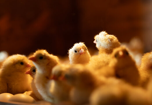 Small cute chicks just hatched in incubator
